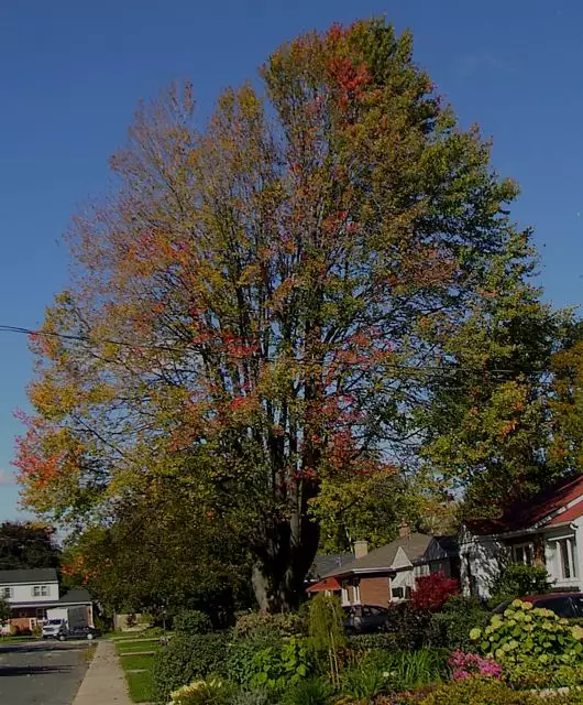 Acer x freemanii dry seed Hardwood Freeman Maple, Freeman's Maple